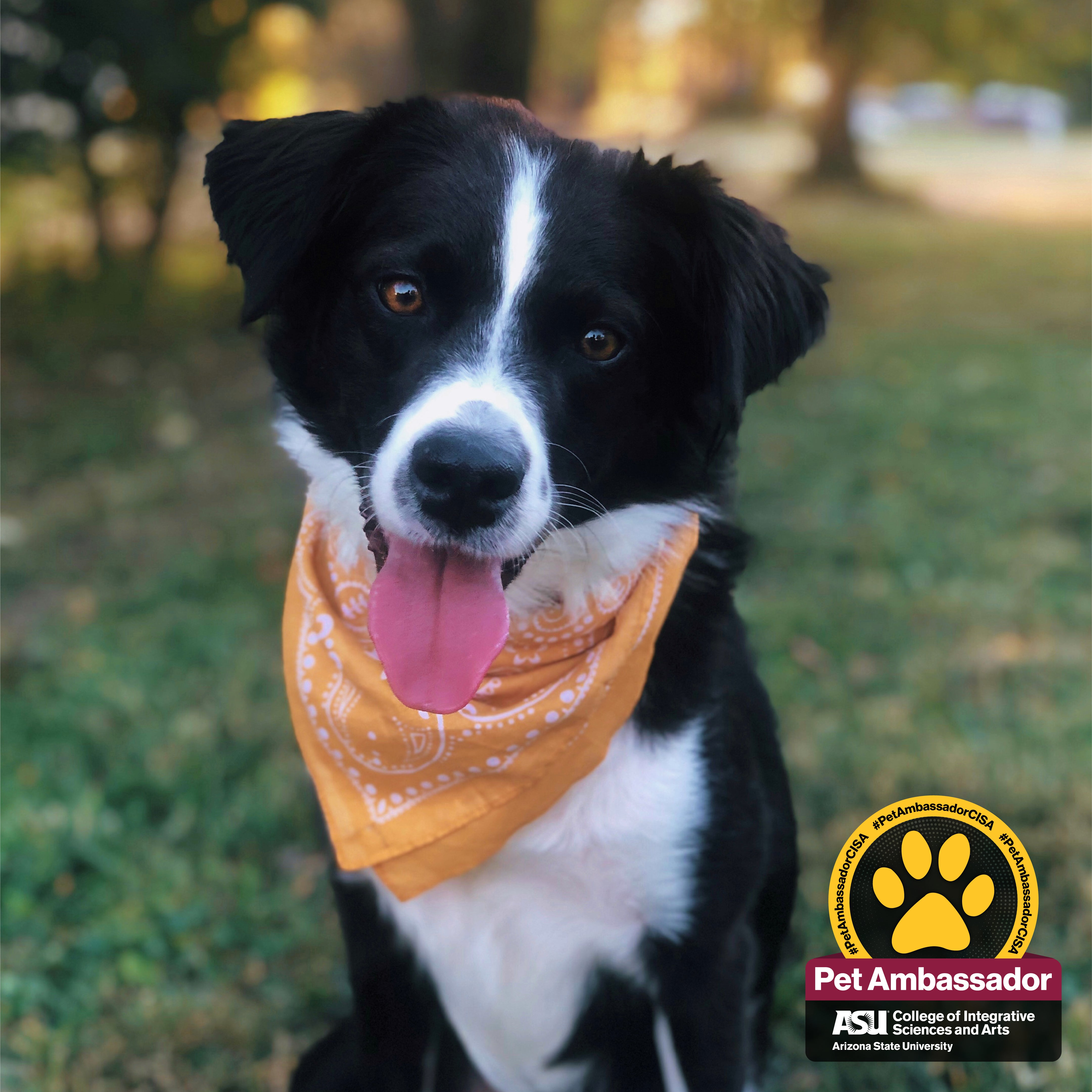 Happy Border Collie Mix, Summer is sitting on the grass with her tongue hanging out. Her expressive brown eyes are looking right into the camera. She is mostly black with white markings down the middle of her face and on her chest. She is wearing an orange bandana.