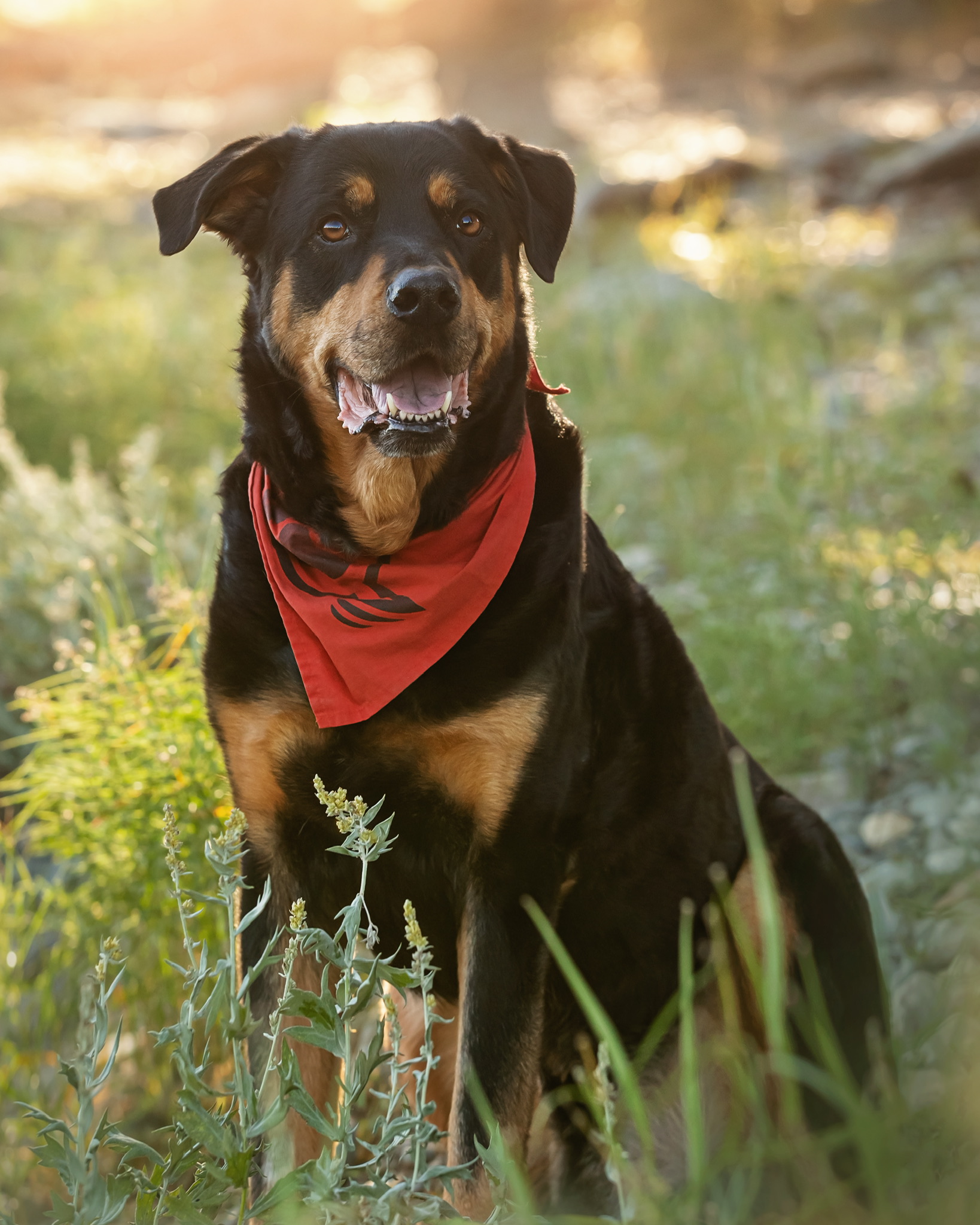 Max sits in a field. He is wearing a red bandana and is looking off the right. He has a smile on his face, like he's looking at someone he loves.