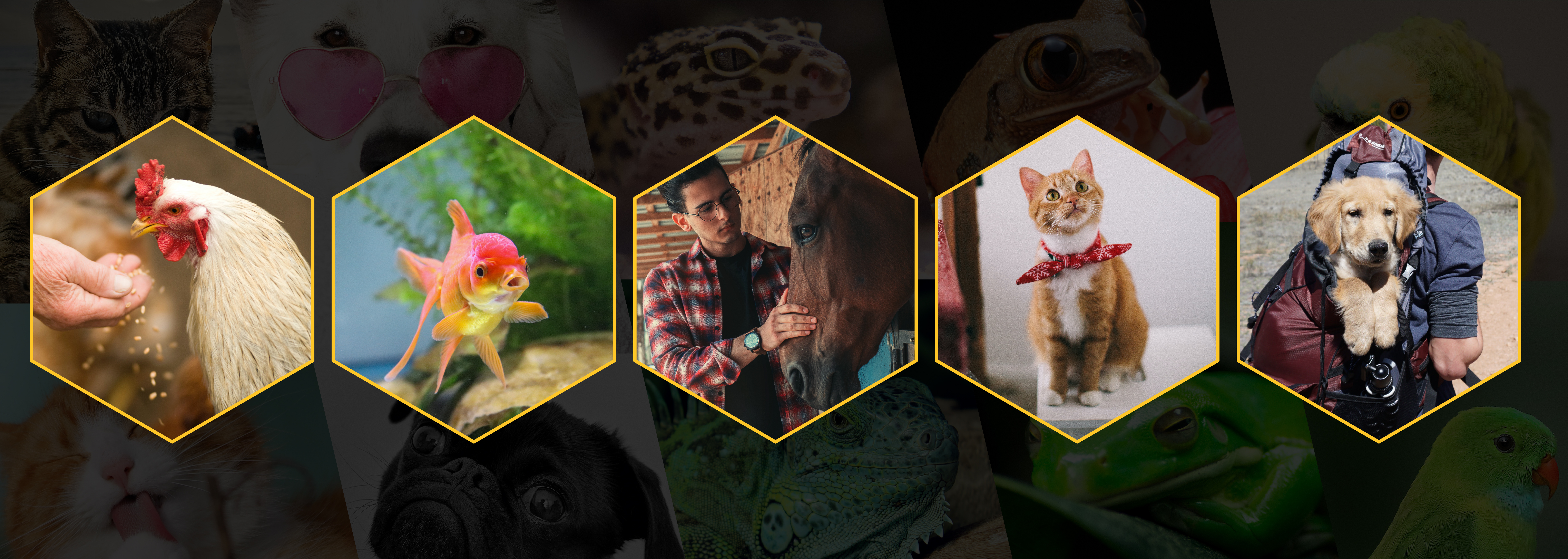 A collage of animals including a chicken, a fish, a horse, a cat and a dog.
