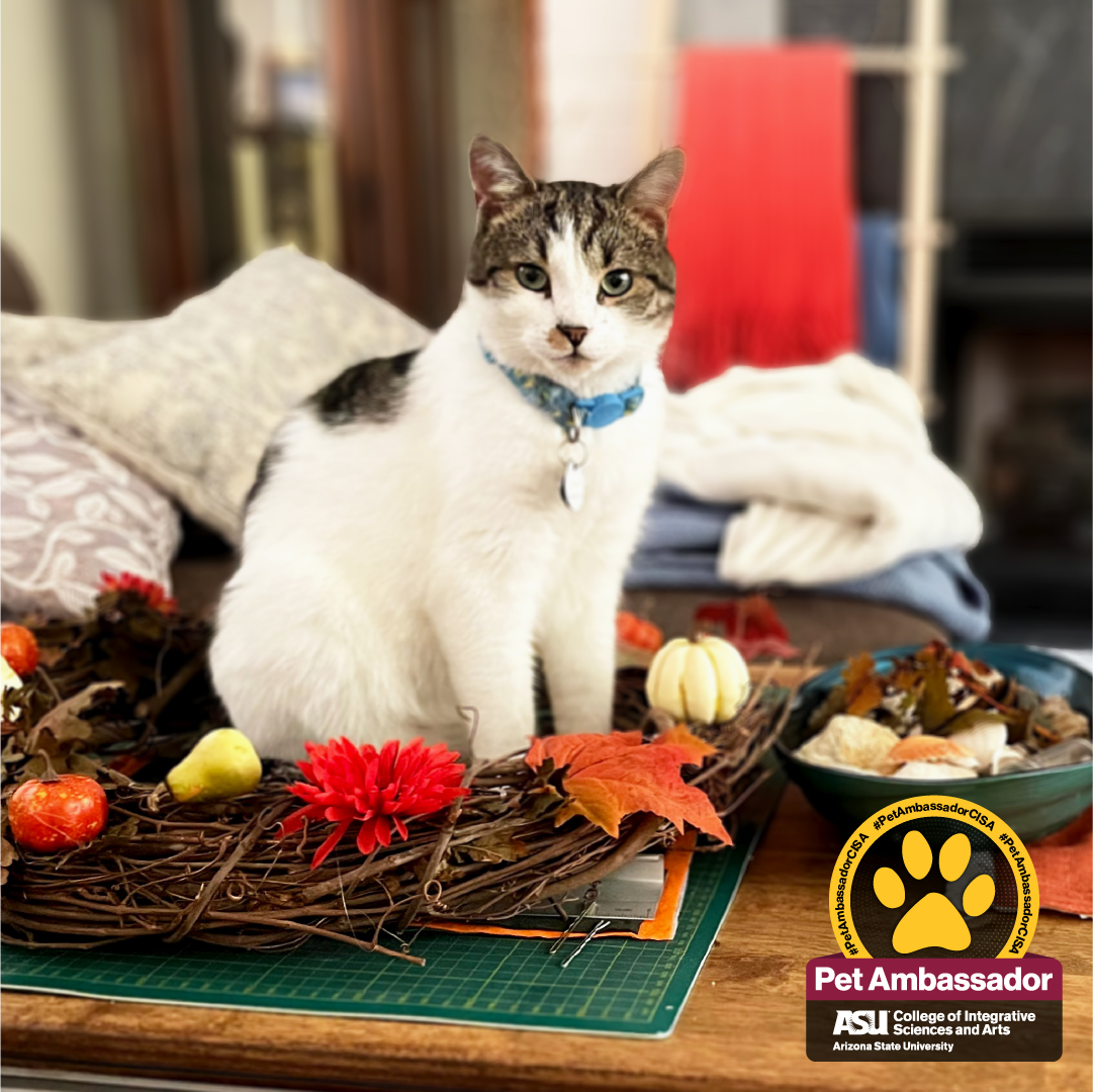 Echo, the white barn cat is sitting on table in the middle of a fall wreath. He has a blue collar with a bell