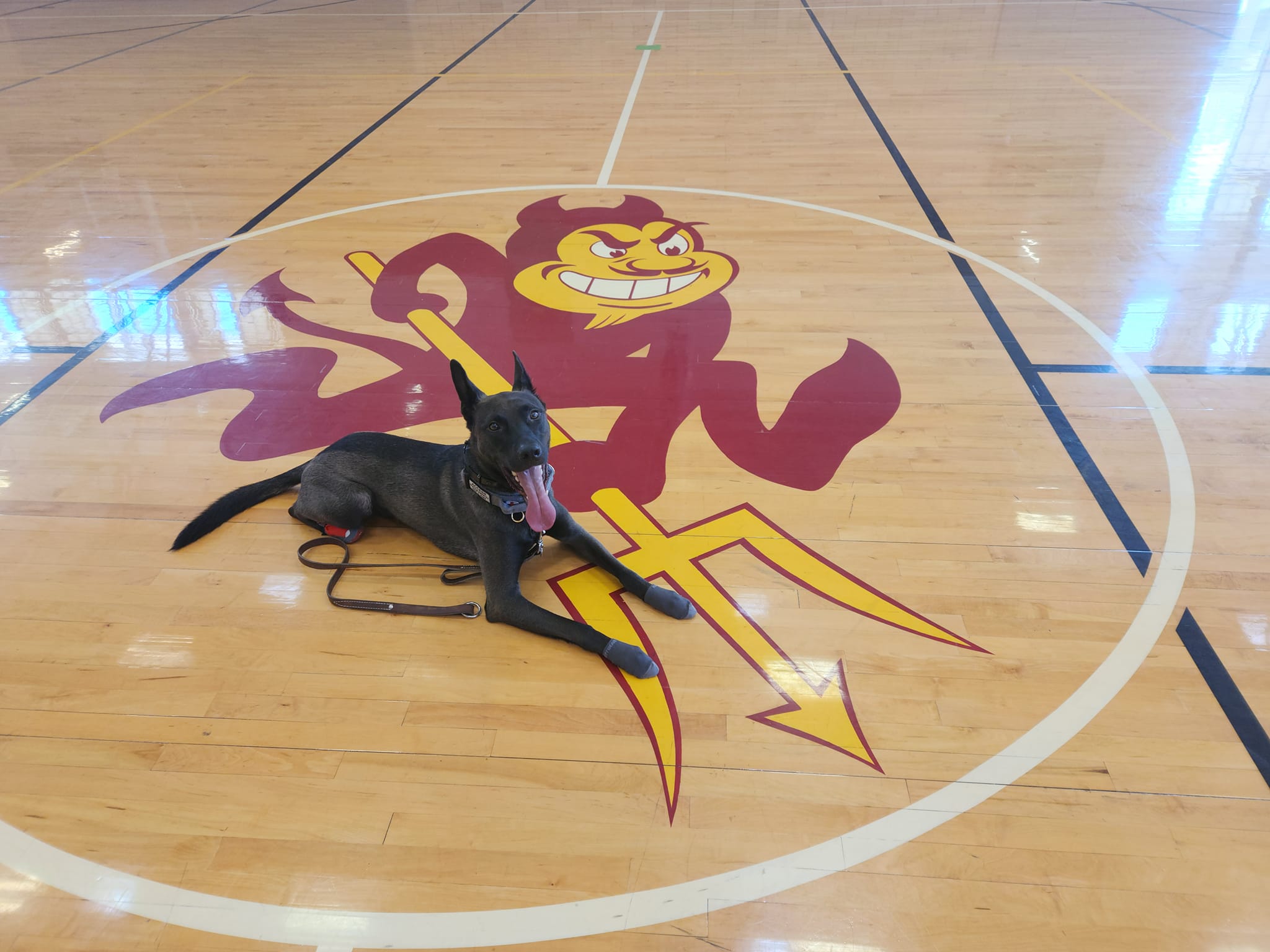 Loki laying on the basketball court on top of the Sparky Logo