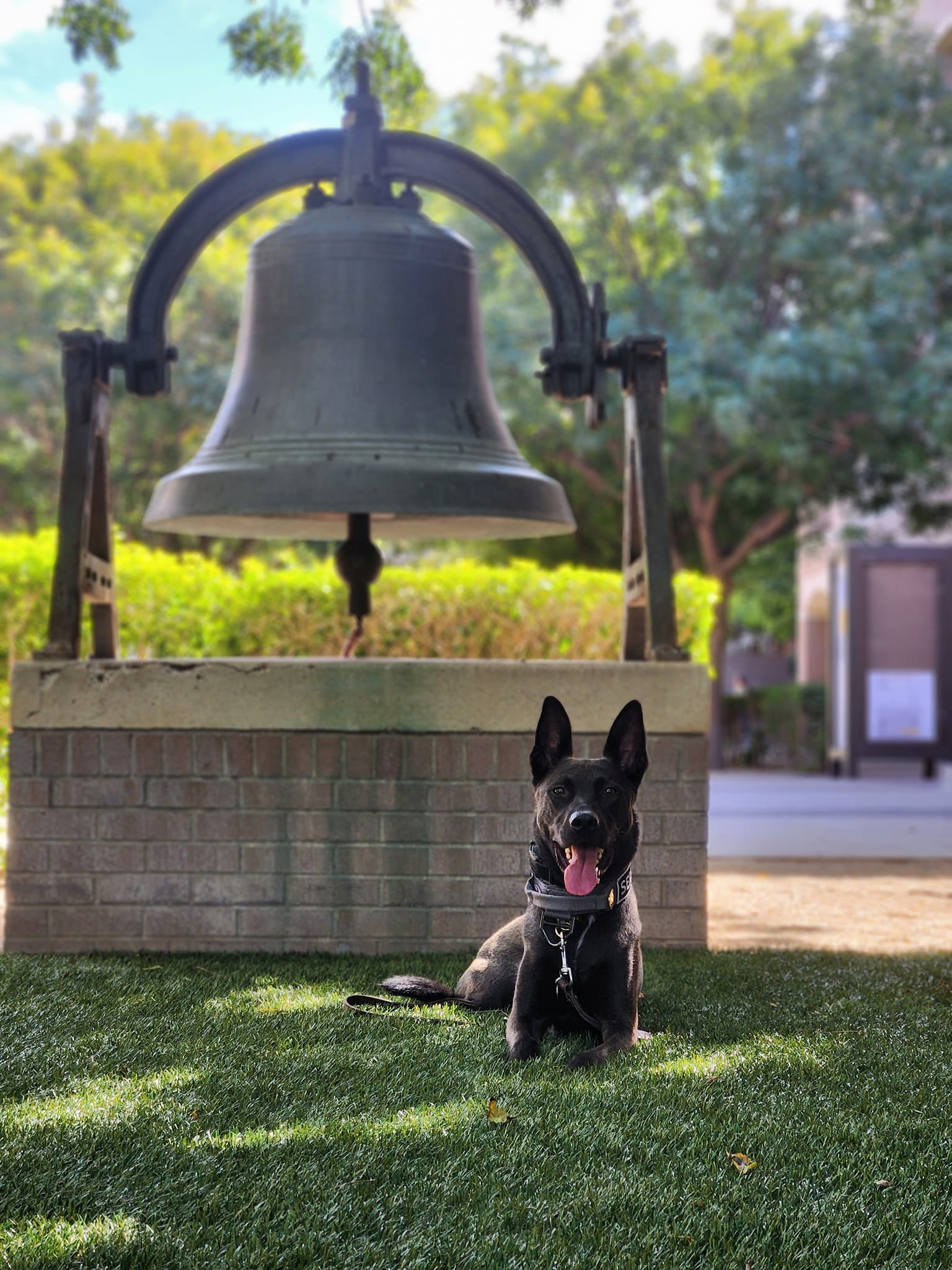 Loki poses next to a large bell. He is laying on the lawn with this tongue out.