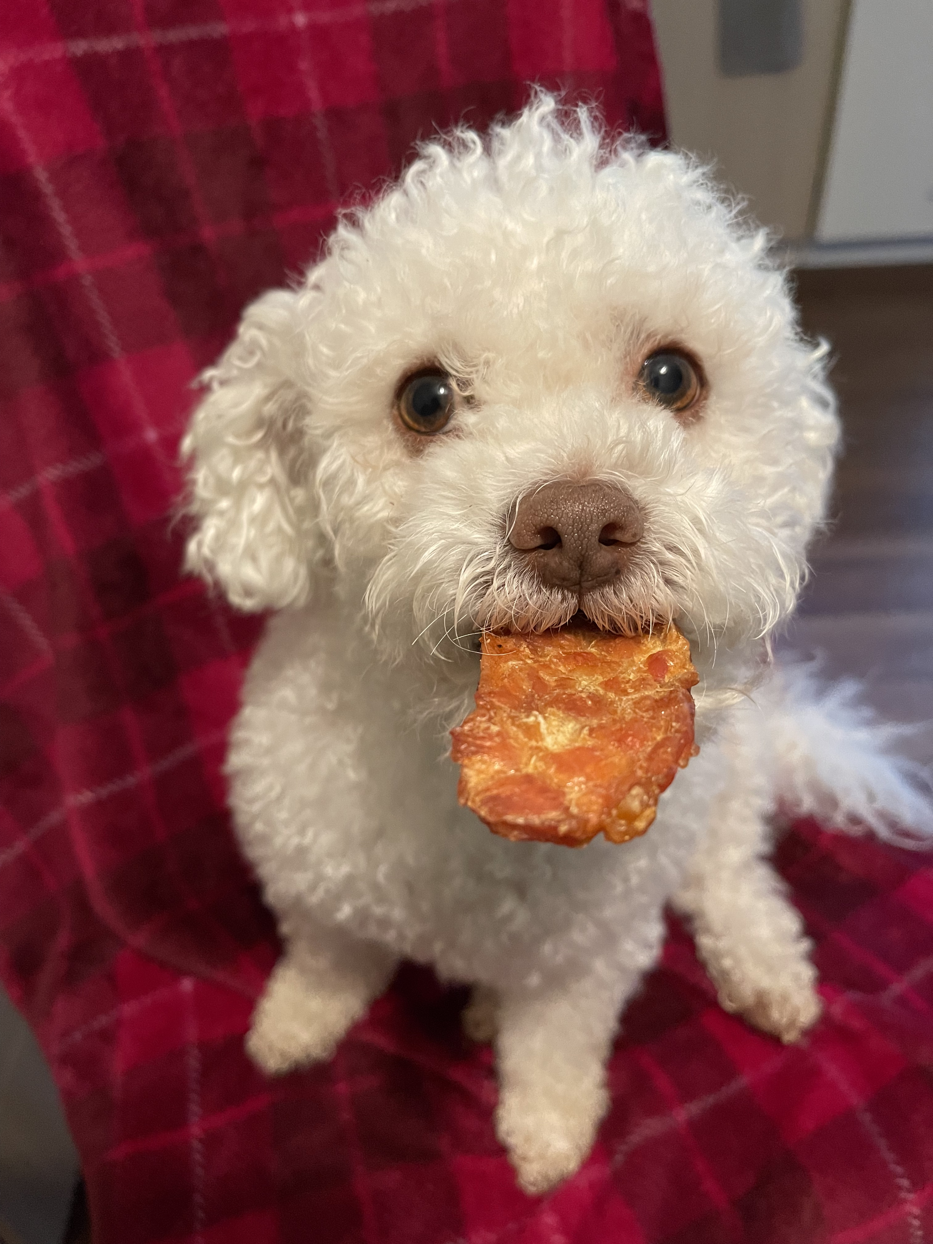 Bean looking adorable with some chicken jerky hanging out of his mouth.