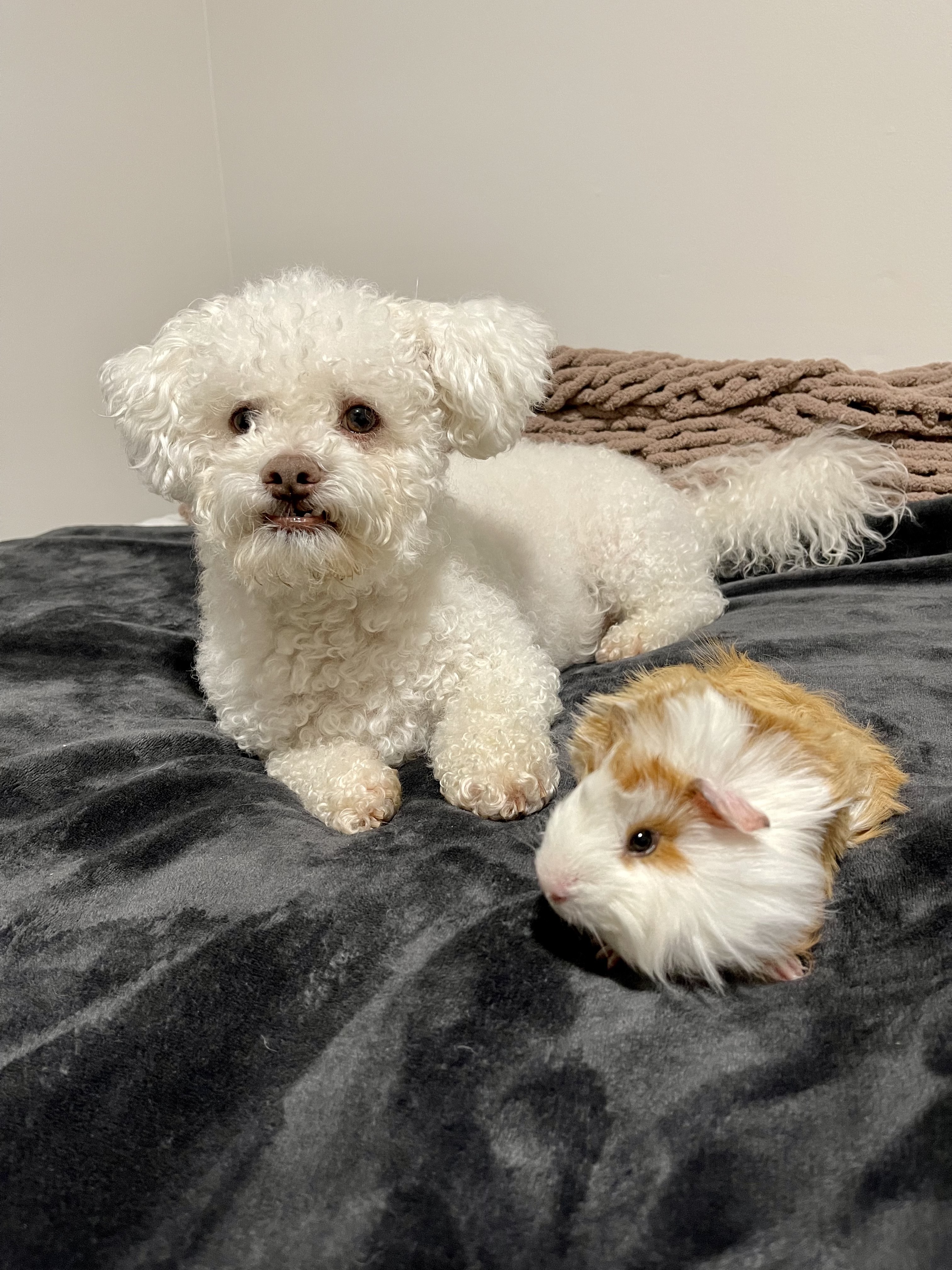 Bean hanging out with his brother Pinto (a guinea pig) on the bed