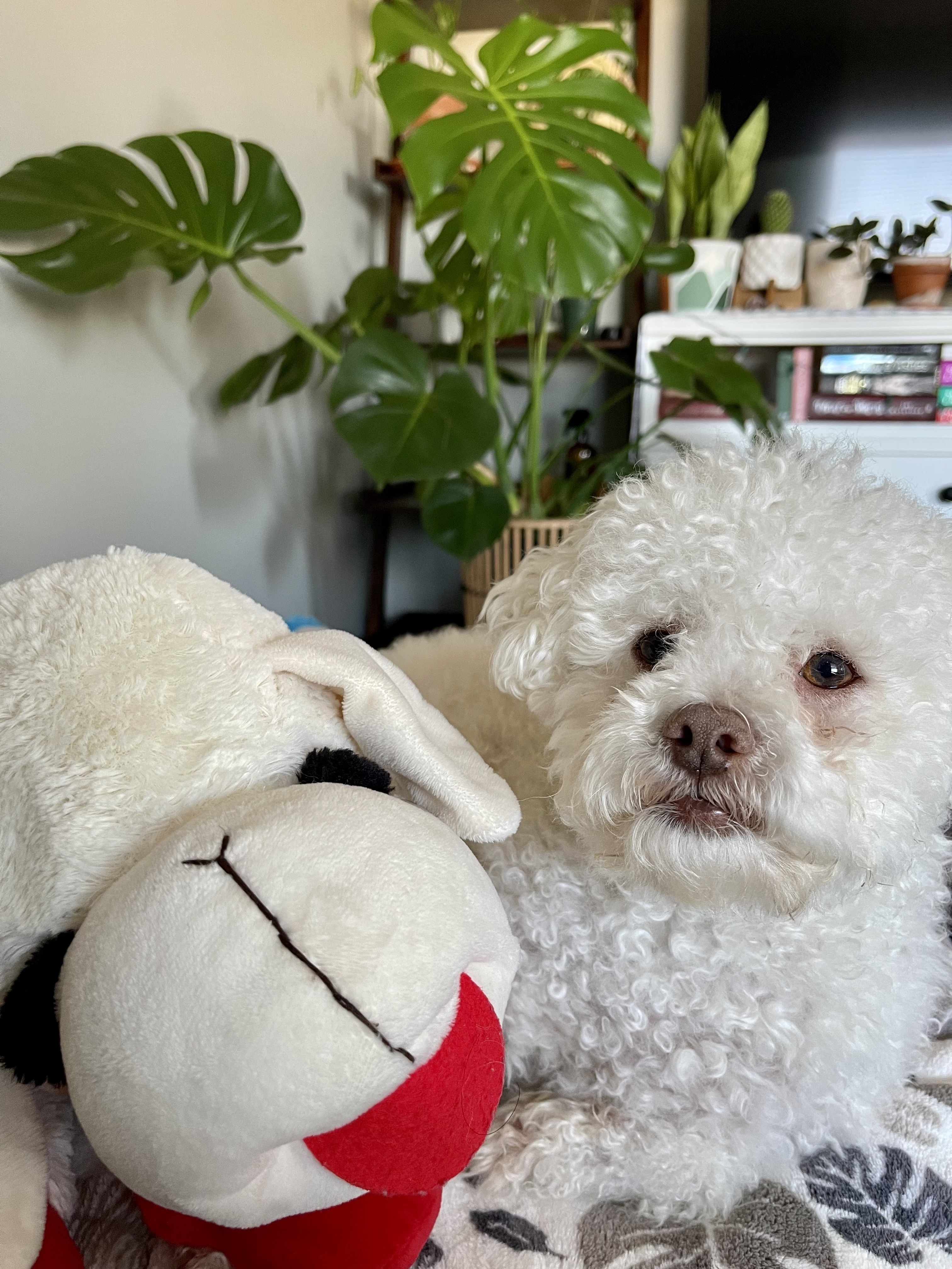 Bean is sitting next to his Lamp Chop toy that is just about as big as him.