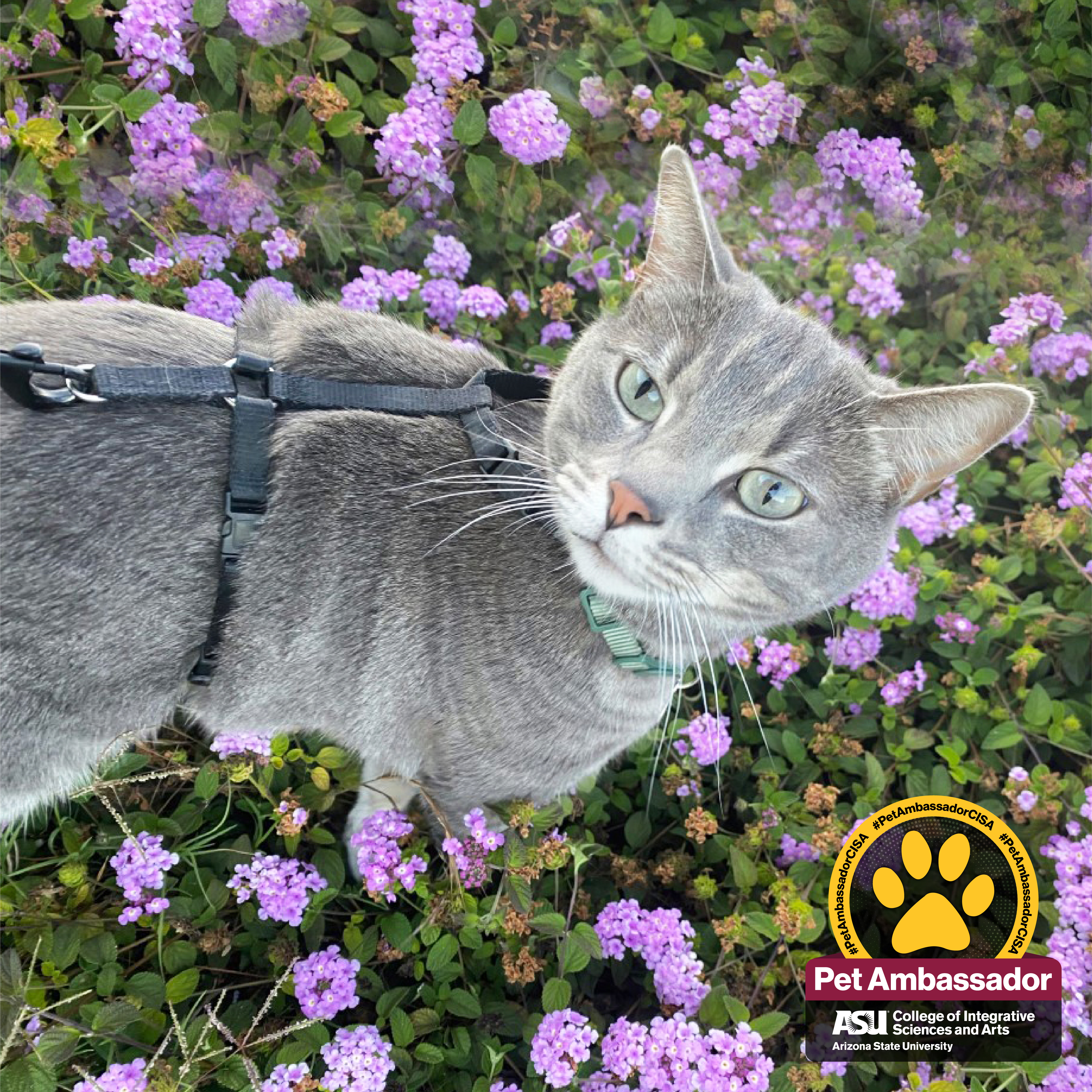 Gray cat Sage is standing in a field of purple flowers. He is looking up at the camera with beautiful green eyes.