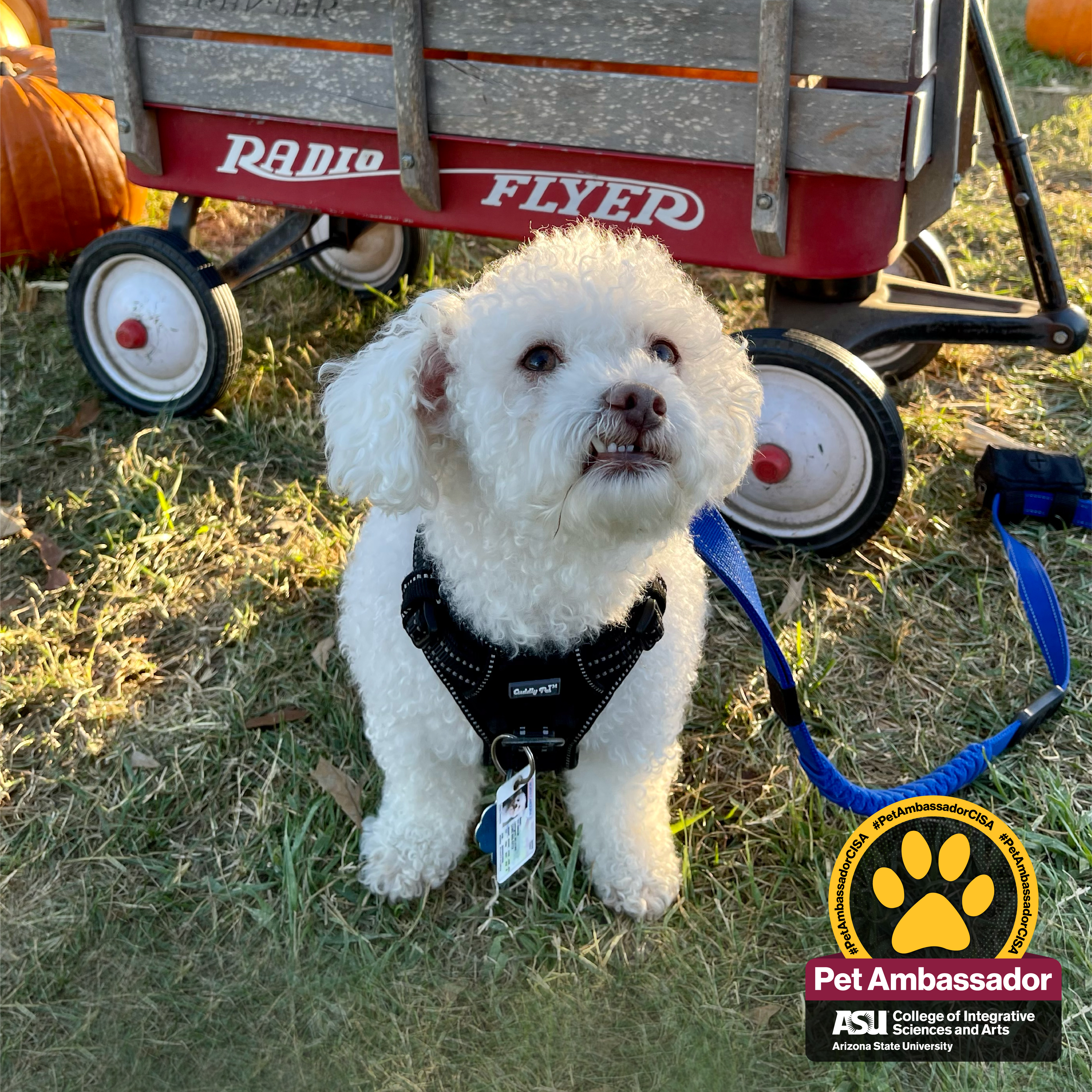 Bean, a small white dog with curly hair is sitting in front of a red wagon in a pumpkin patch