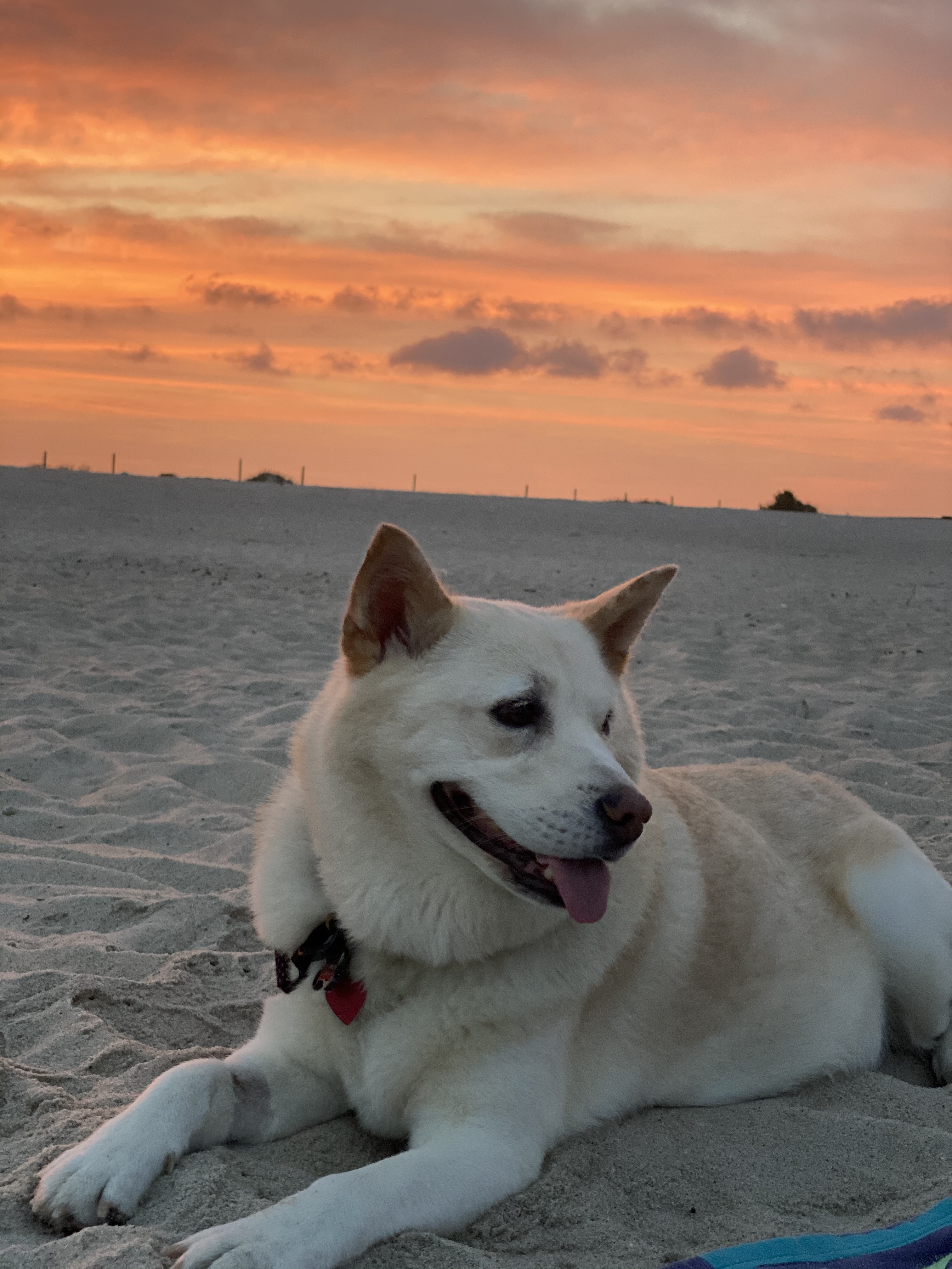 Miki is laying on a beach with a beautiful sunset behind her. 