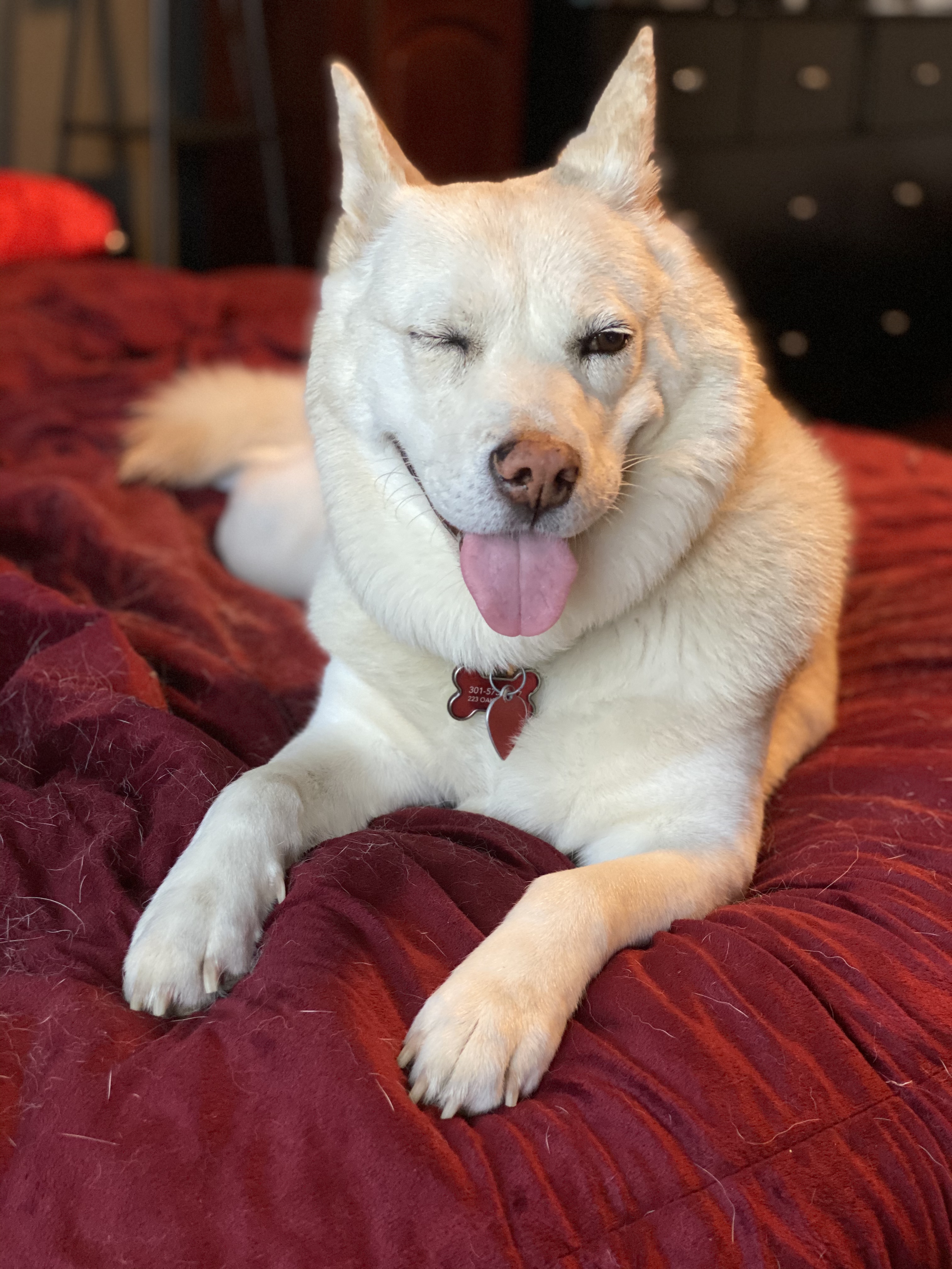 White dog Miki is laying on a bed with a red cover. She is winking at the camera.