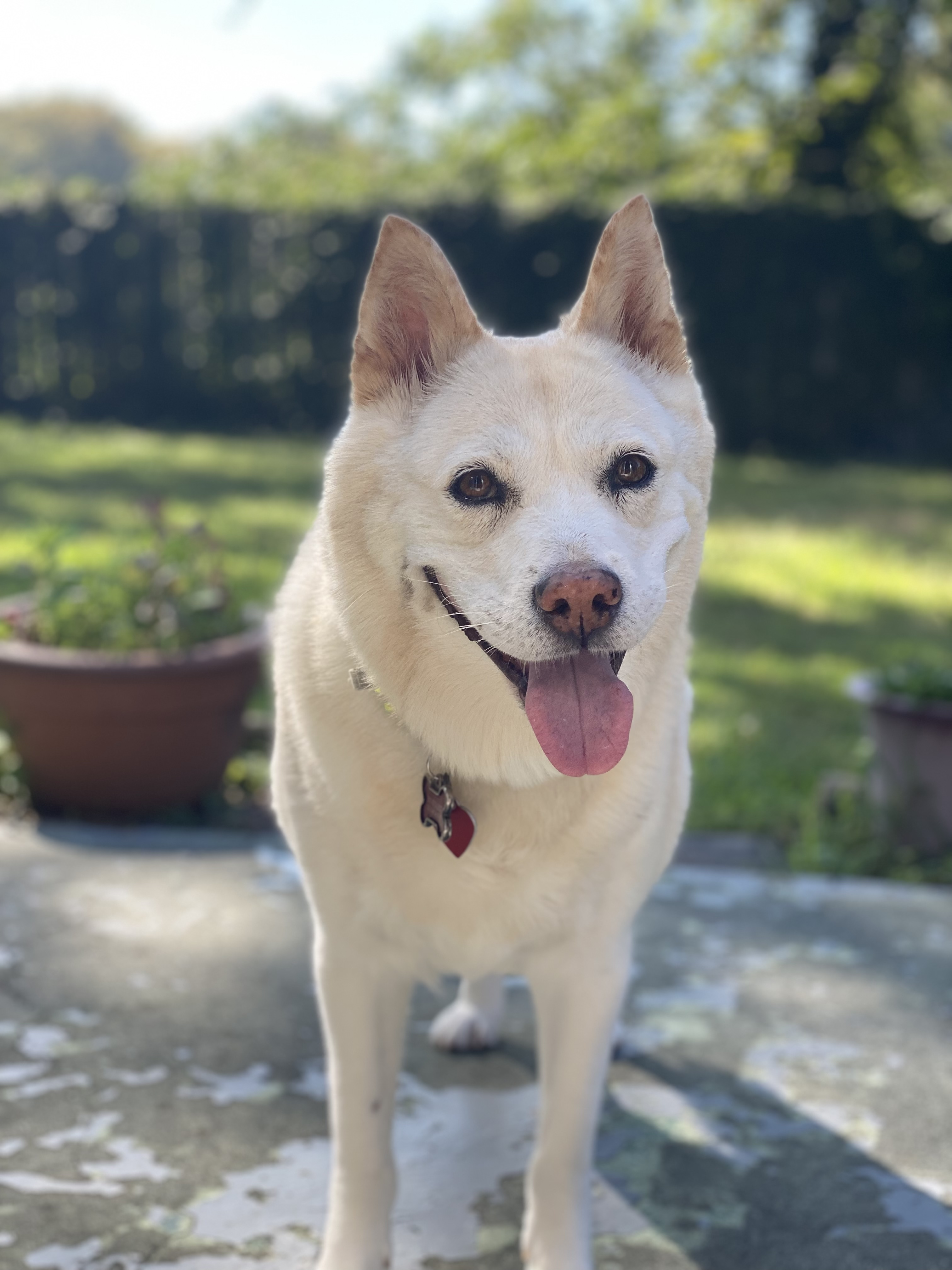 Miki is a large white dog. She is standing in her backyard with a "smile" on her face.