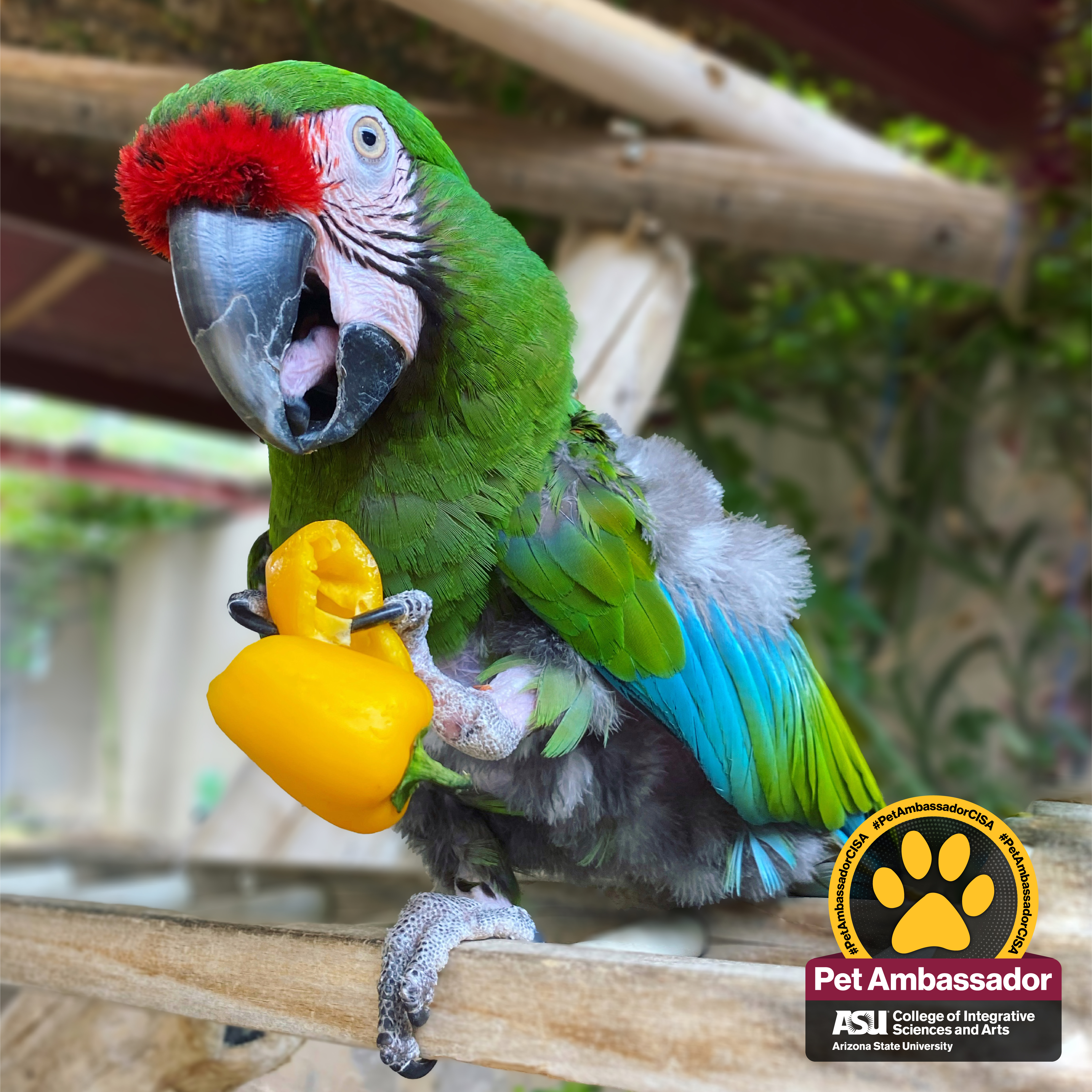 Bright green Harley is sitting on a perch. She is eating a yellow pepper and is happy little bird.