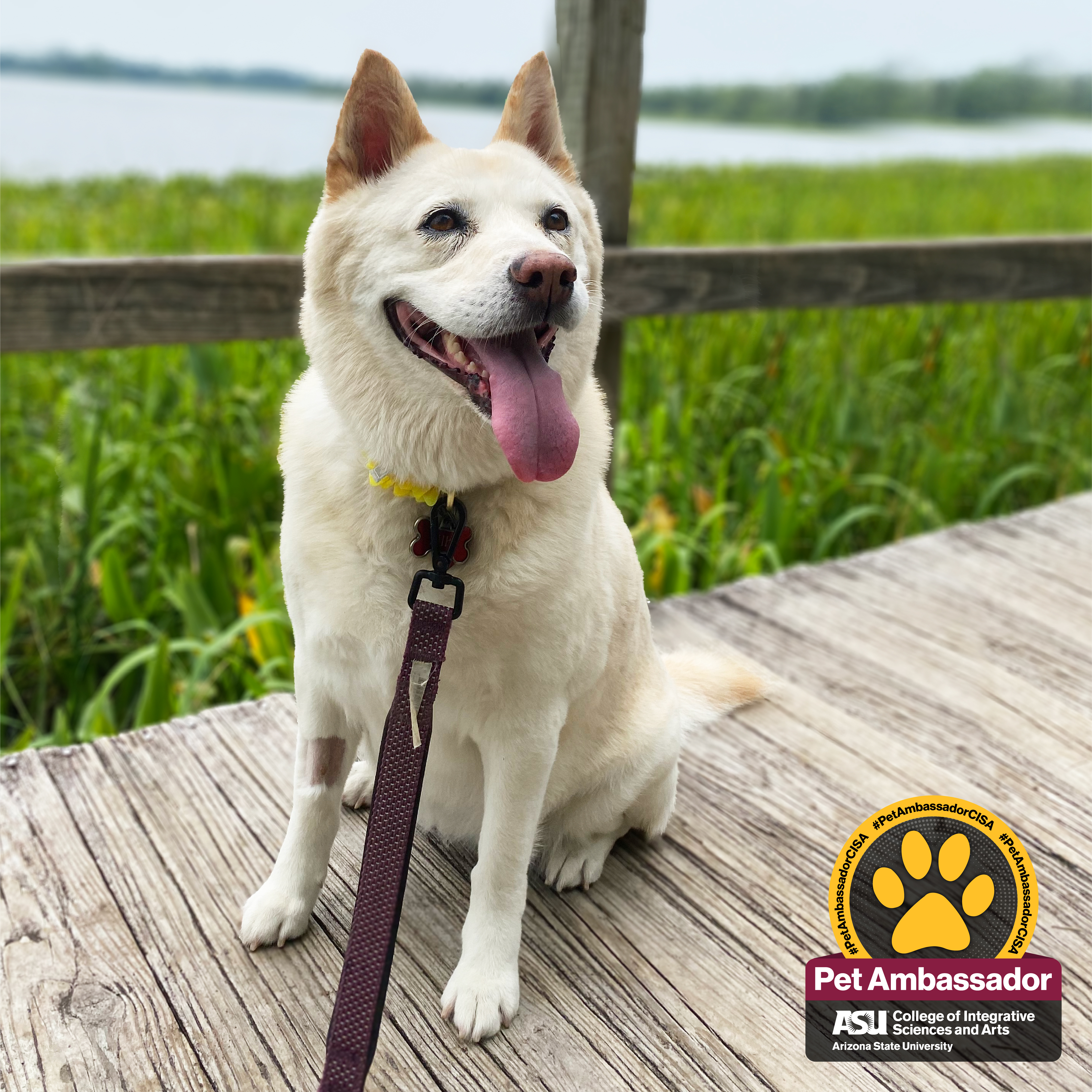 Miki is a large white dog. She is sitting on a wood walkway with greenery and a lake behind her. She has her tongue out. 