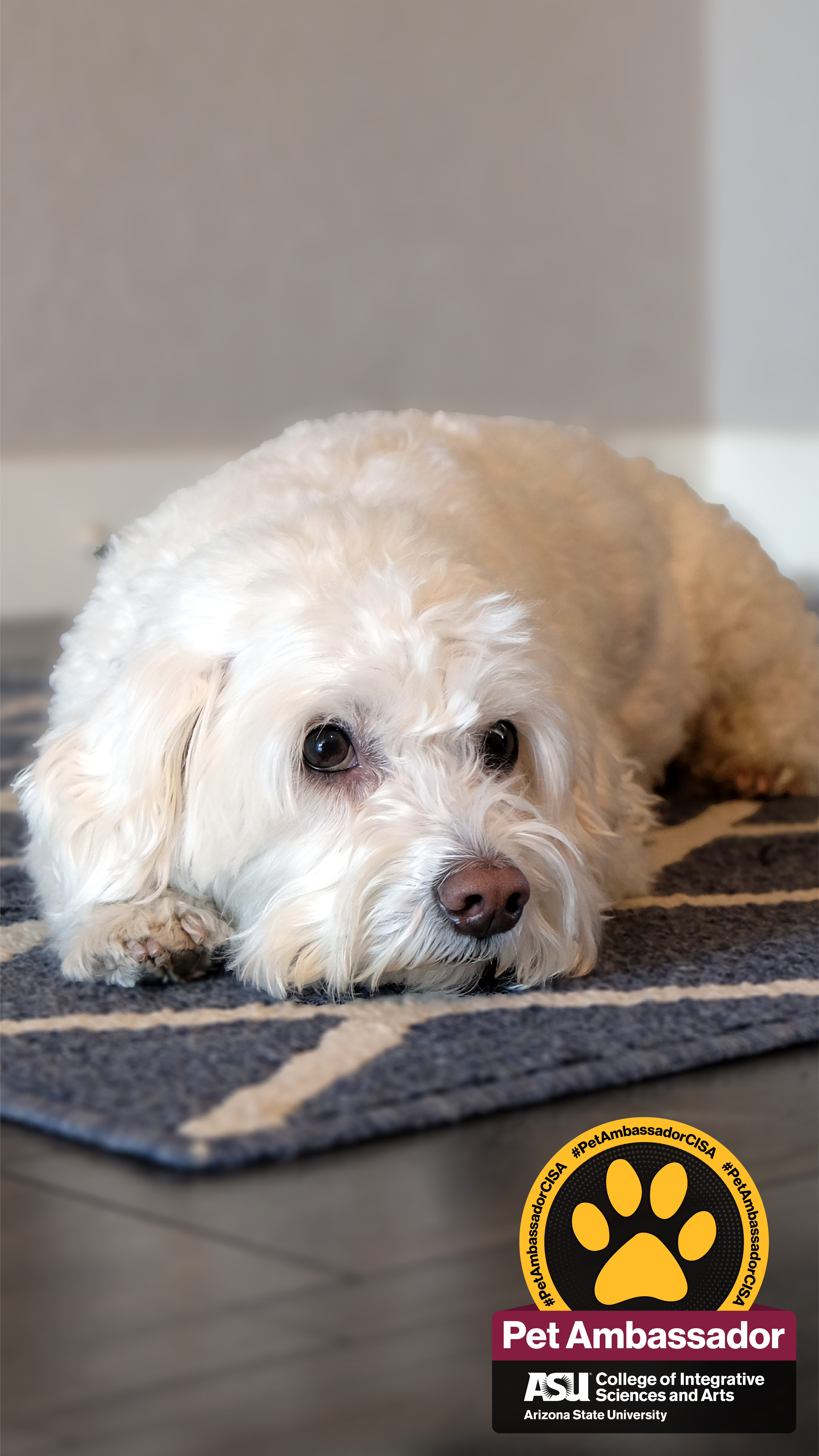 A white fluffy dog is laying on a blue and white rug