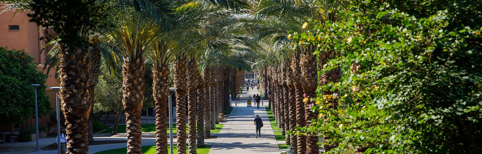 A walkway lined with tall palm trees on both sides, with people walking along it.